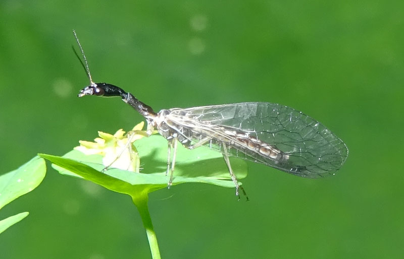 Raphidiidae: cfr. Dichrostigma flavipes